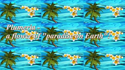 Plumeria - цвете от Рая на Земята! ... ( Ernesto Cortazar music) ... ...