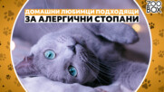 Любимците, които не предизвикват алергия