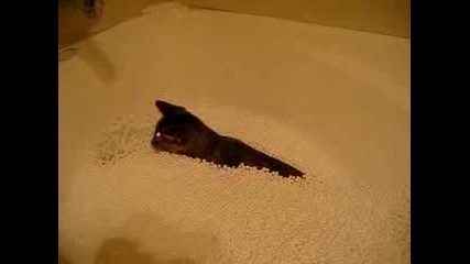 Смешни Котки срещу топки 