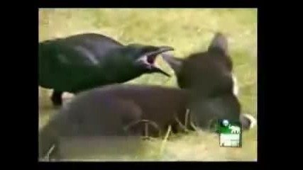 Kitten and Crow Couple