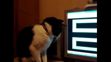 Горкото коте изкараха му акълите