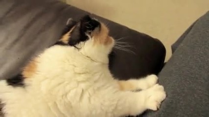 Сладко коте