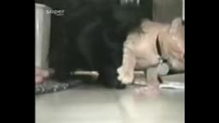 коте егоист