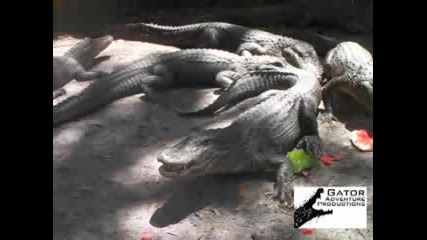 играта с крокодил е опасна