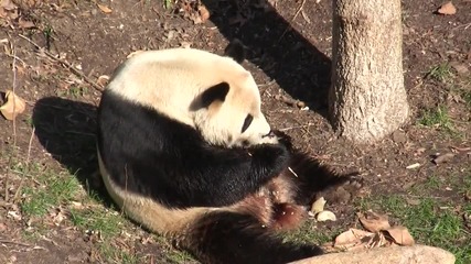 Animals In Hd