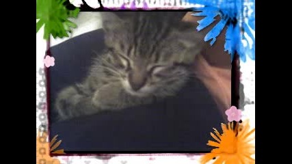 Nai - Sladkoto Kote {} Viki {}