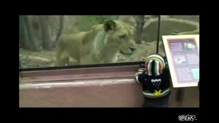 Лъв иска да изяде малко бебче