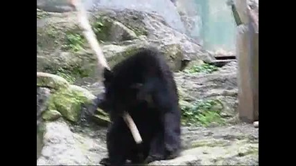 Кунг Фу Мечка