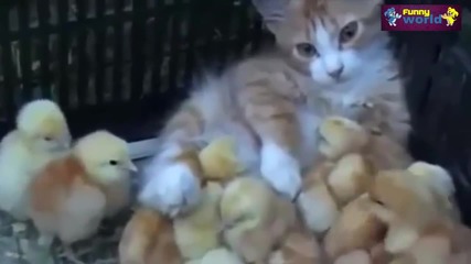 Компилация Смях - Cats Adopting Baby Birds Compilation - Cats 2015