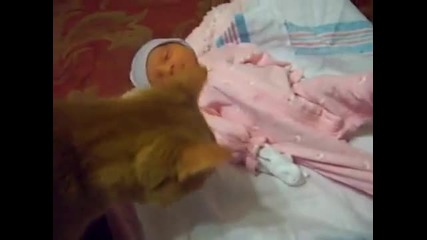 Запознават котка с новородено бебенце