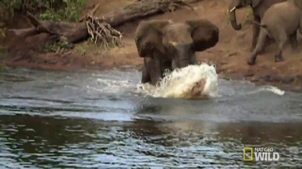Майка слон се спасява от смъртоносни челюсти
