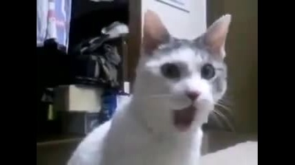 Omg Cat - What Is Love