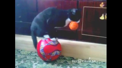 Коте си играе с две топки