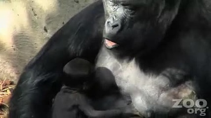 Brand new Cute Baby Gorilla!