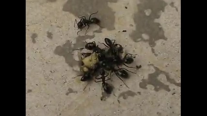 Yellow Paper Wasp Diary s2ep27 Food Chain 
