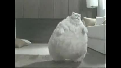 Реклама (котка Се Опитва Да Отслабне)