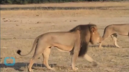 Conservation Group Plans Memorial for Slain Zimbabwe Lion