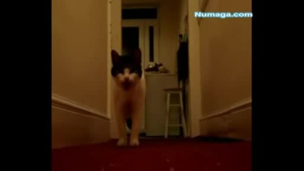 Котката,  която поздравява с Hello