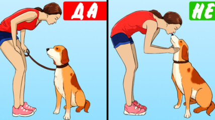 11 грешни начина, по които се грижите за кучето си