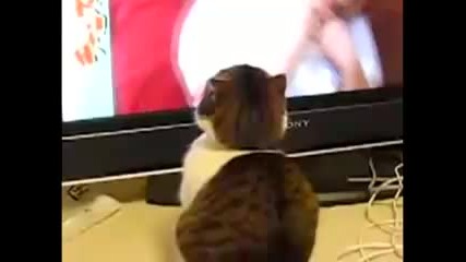 Драматична Котка