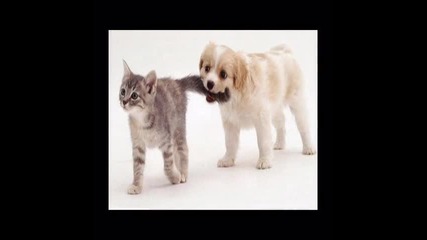 dog and cat 