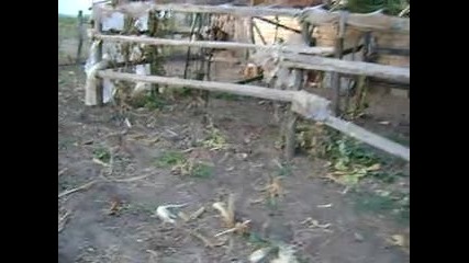 Бараче на тайнур 