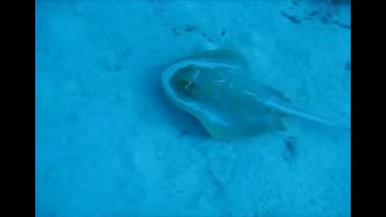 Подводно Сафари в Червено Море