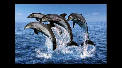 Делфините - най - красивите животни на земята! 