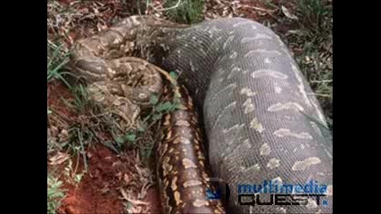 Едни от най - дългите змии в света 