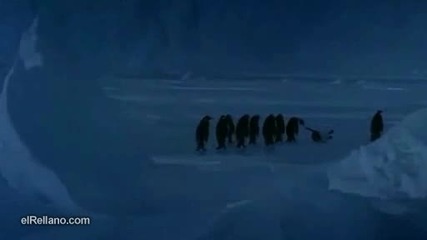 Това пингвинче здраво падна ! 