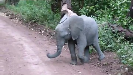 Танцуващо малко слонче
