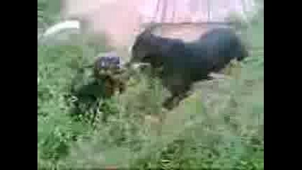 Дана Играе С Баба Тера