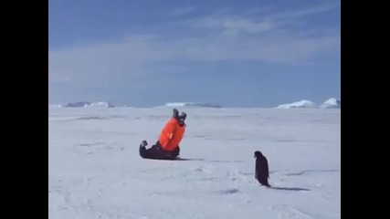 Атаката На Пингвина! ( Голям Смях )