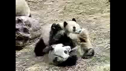 Panda Fighting