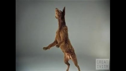 Pedigree Dogs ad shot 1000 Fps using the Phantom camera