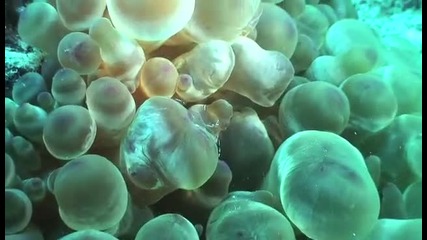 Най - красивото морско растение - Anemone 