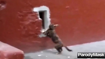 Много Смях и Болка - Разни Провали ..