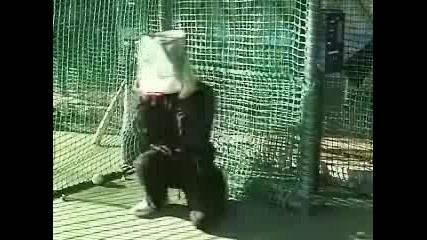 Голям Глупак