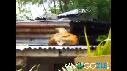 Луд котешки бой