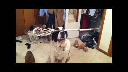 Куче задържа предмети с глава