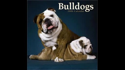 Bulldogs 