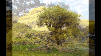Trees Renowned Worldwide
