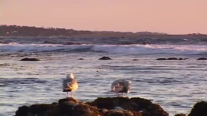 Relax, Coastal Wildlife Baby Seals - Pt2+ Sunset Raw Nature 