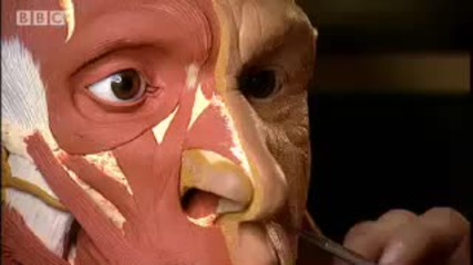 Neanderthal Re - creating the Face - Bbc Science 