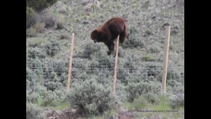 Ограда не може да спре мечка