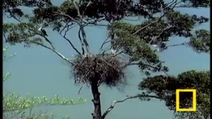 Eagle with Sea Snake