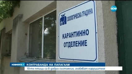 Задържаха мъж за контрабанда на папагали-жако