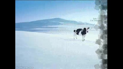 Смешни Картини