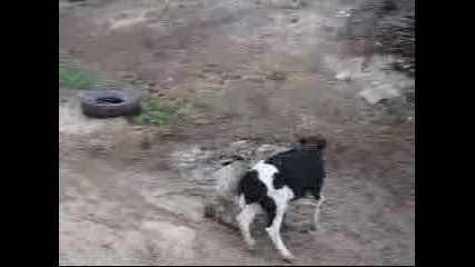 Уменията на Американските войници :)