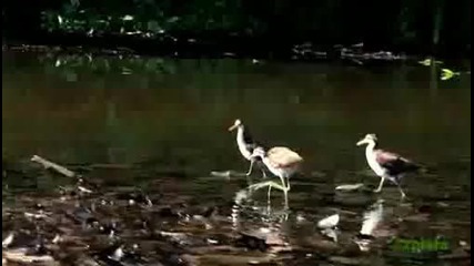What is Explore - Animals